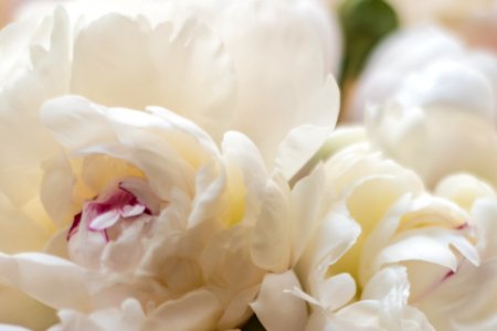 Pastels, Mothers, Flowers