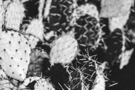 Spur cross trail, Cave creek, United states
