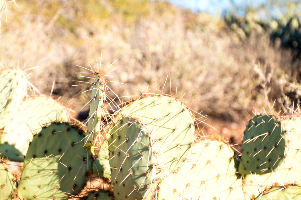 Spur cross trail, Cave creek, United states