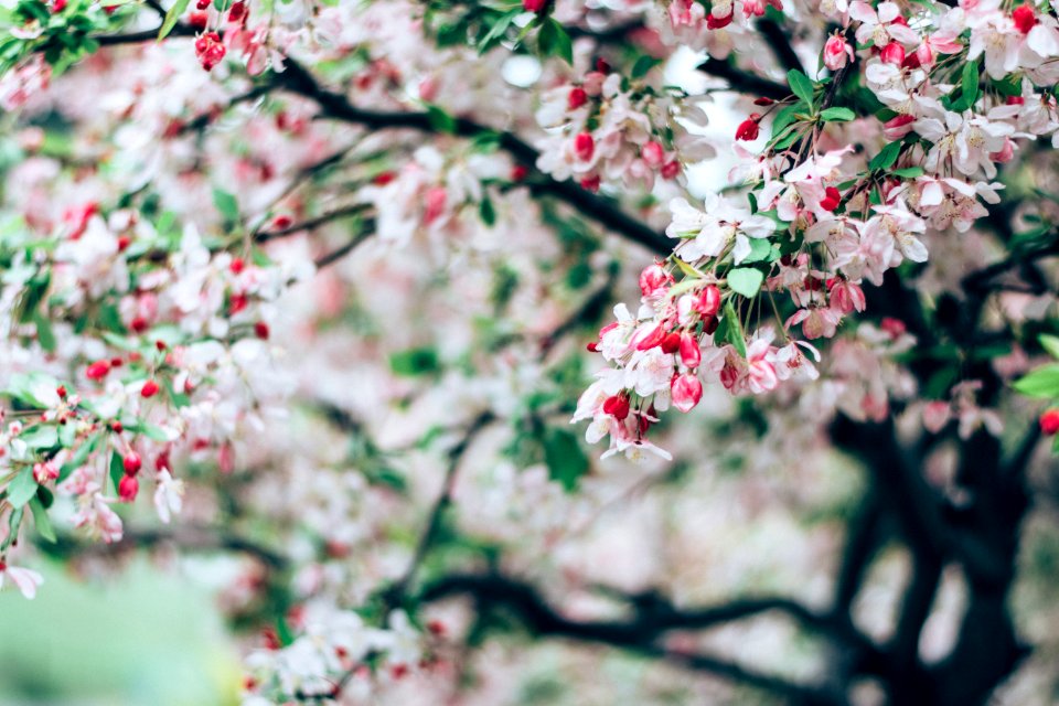 San anselmo, United states, Pink