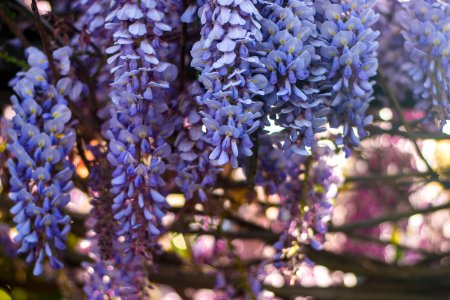 Marin county, United states, Spring