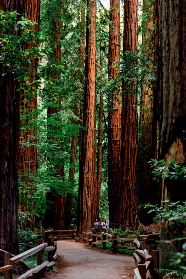 Muir woods national monument, Mill valley, United states