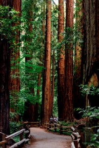 Muir woods national monument, Mill valley, United states