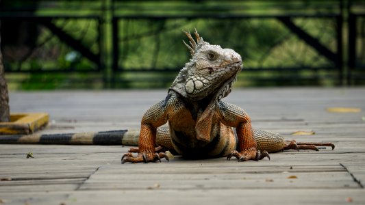 Medelln, Colombia, Iguana photo