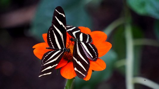two white-and-black zebra longwing butterflies on orange petal flowers
