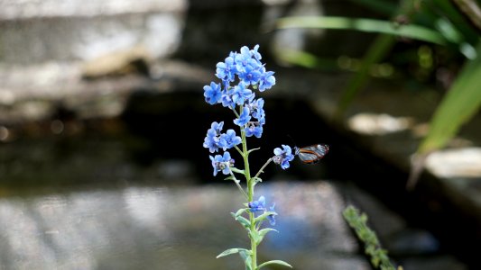 Medelln, Colombia, Butterfly