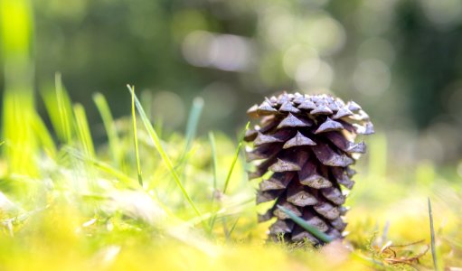 Golden hour, Bokeh, Brown