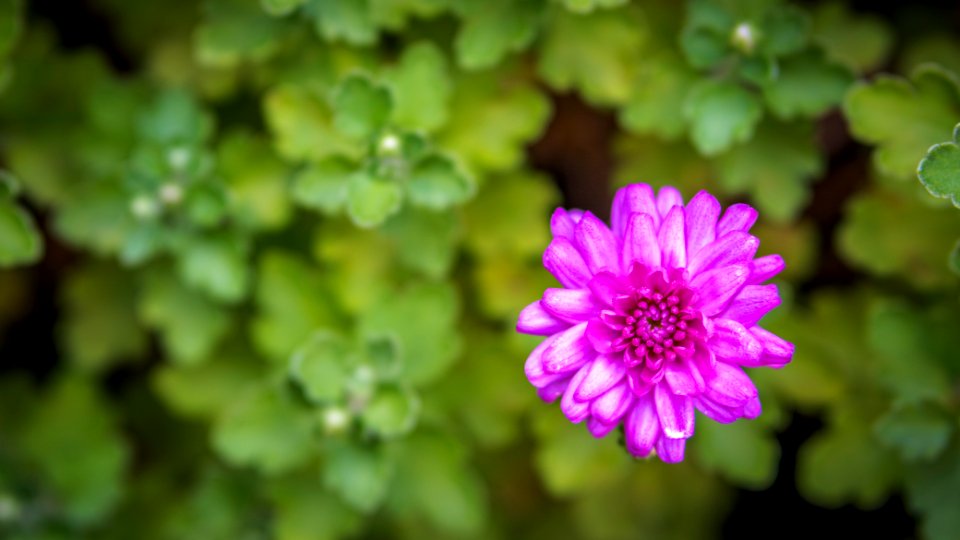 Summer, Garden, Flower photo