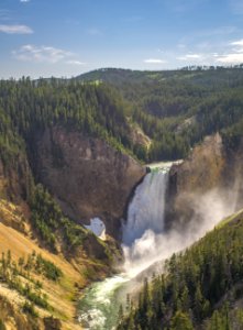 Yellowstone national park, United states, Forest photo