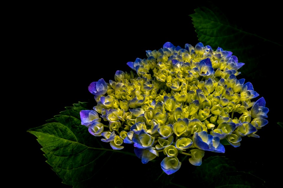 cluster of purple and green petaled flower