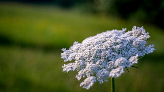 White, Macro, Flower