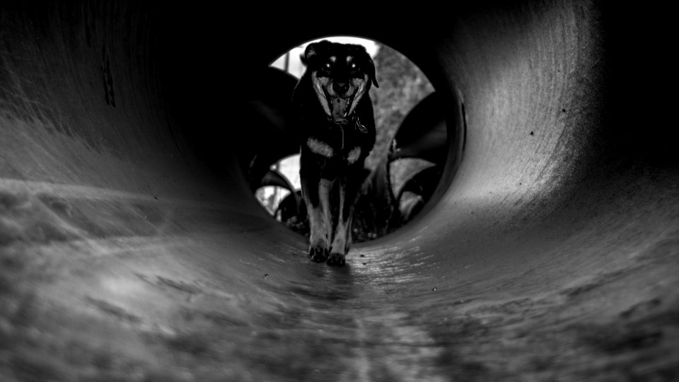 Pet, Tunnel, Dog