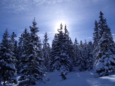 Winter trees snow mood photo