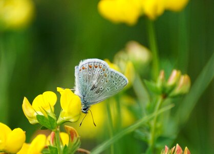 Common blue blue tint wing photo