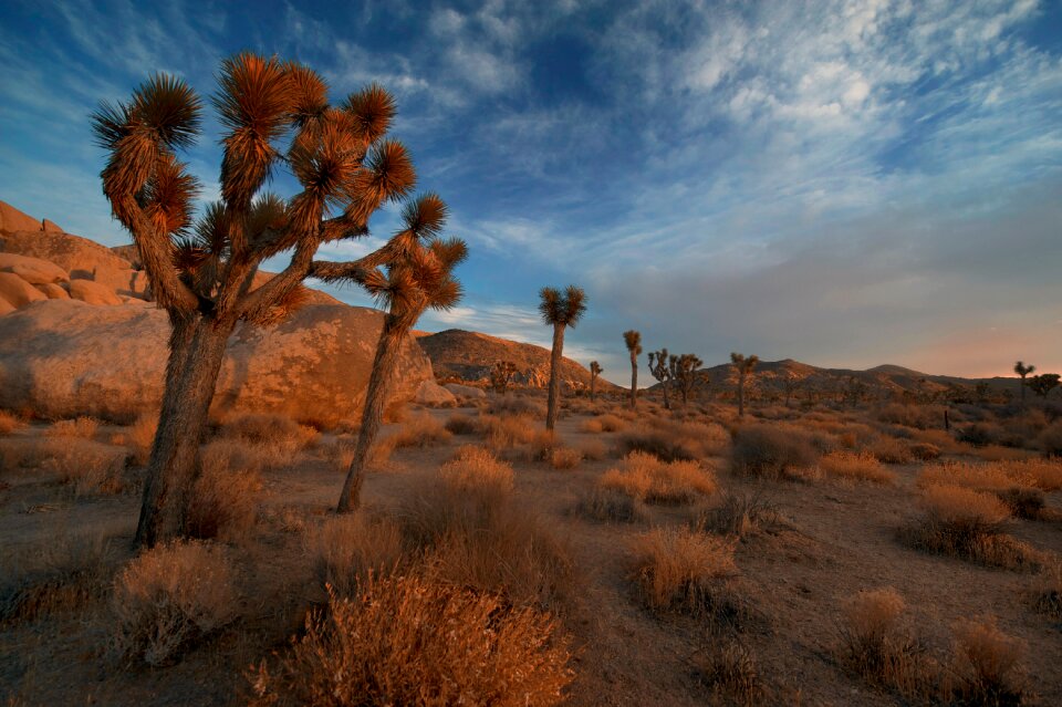Bushes cactus dawn