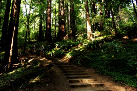 Muir woods national monument, Mill valley, United states photo