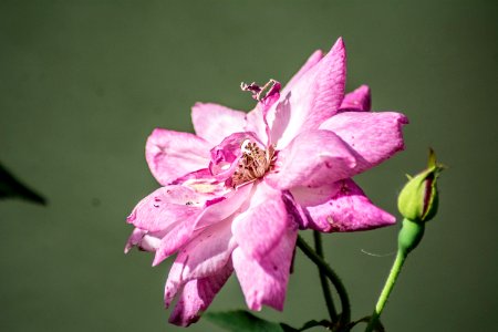 Macro, Colors, Naturaleza