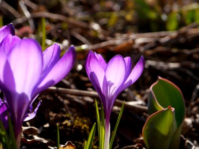 Zang, Germany, Flower