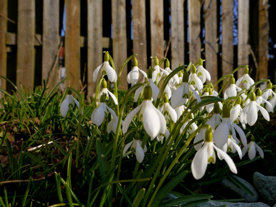 Zang, Germany, Flower
