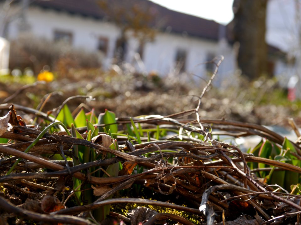 Zang, Germany, Garden