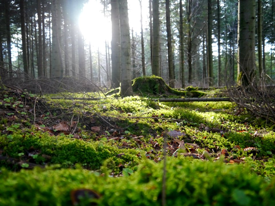 Heidenheim, Germany, Forest