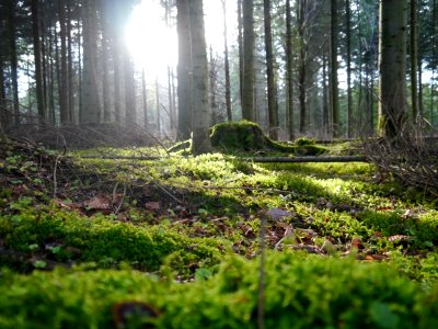 Heidenheim, Germany, Forest