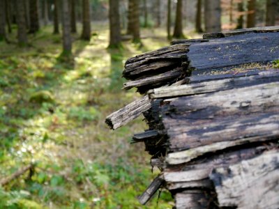 Broken, Tree, Forest
