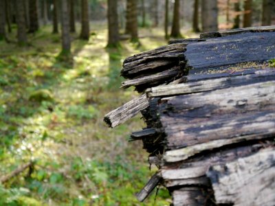 Broken, Tree, Forest photo