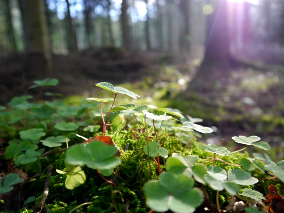 Forest
