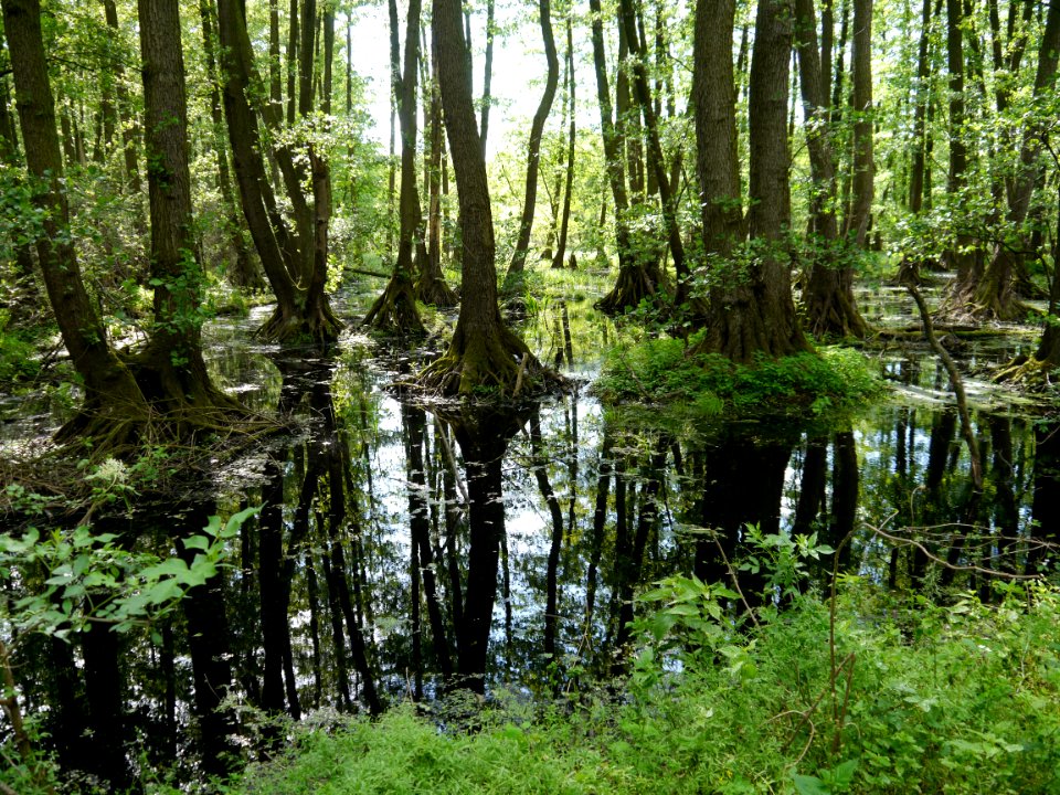 Zicksee, Sankt, R am zicksee