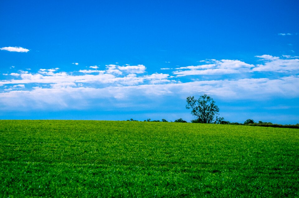 Field countryside blue grass