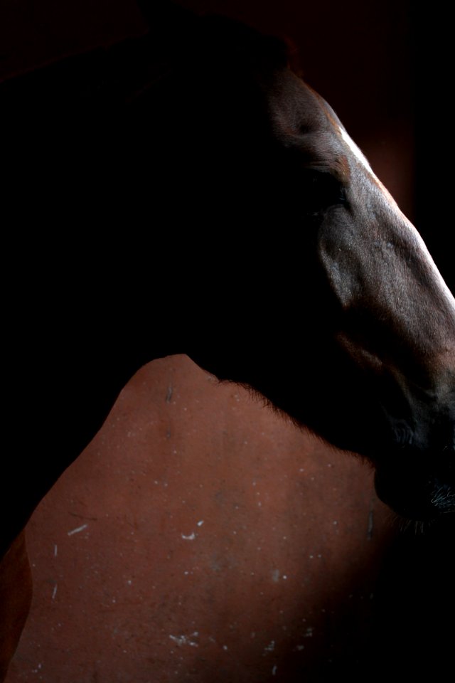 Contrast, Animal, Horse