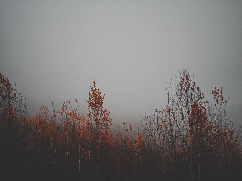 Fog, Sky, Trees