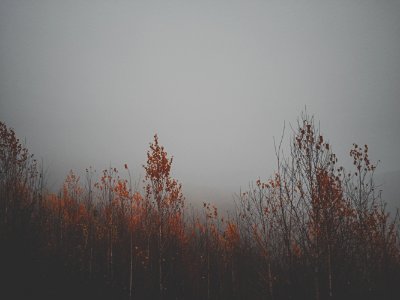 Fog, Sky, Trees