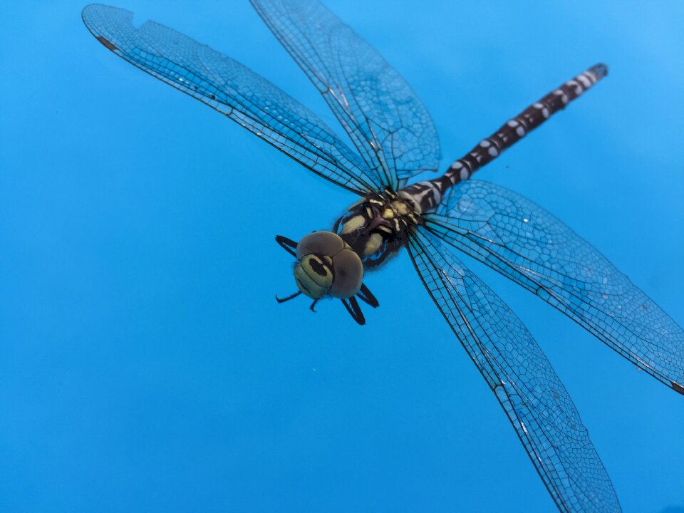 Insect dragonfly blue