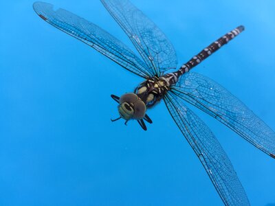 Insect dragonfly blue