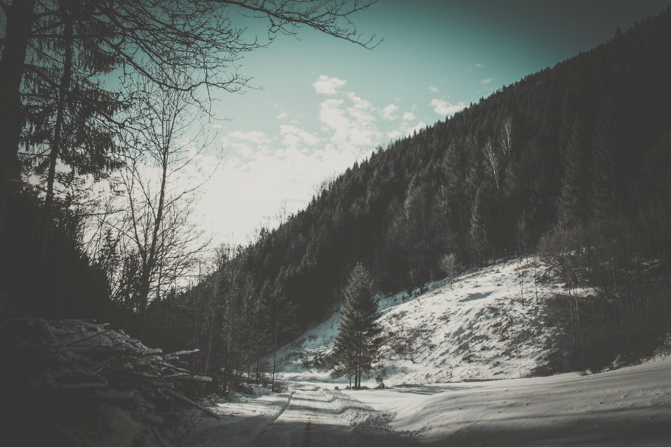 Winter, Snow, Trees