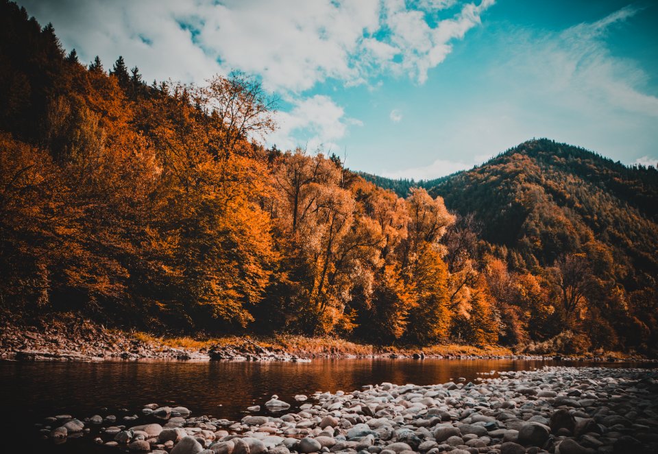 Fall, Trees, Forest