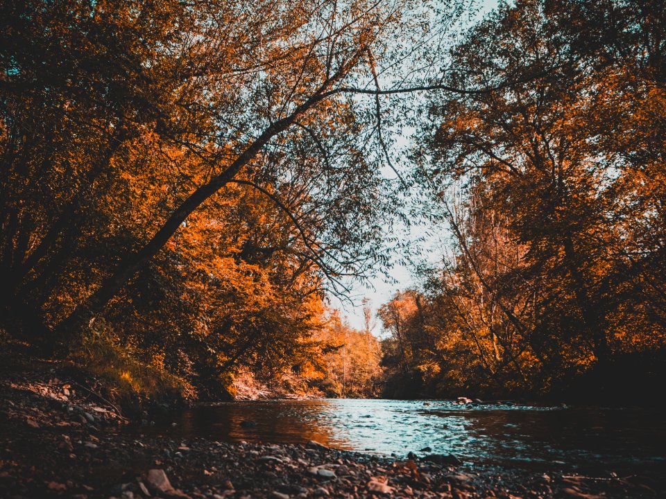 body of water surrounded of brown trees