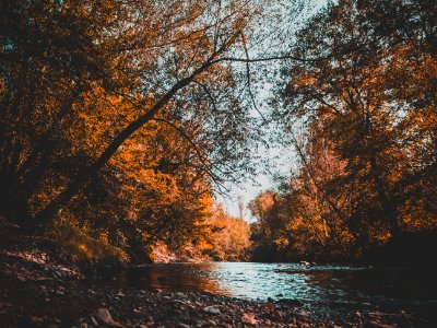 body of water surrounded of brown trees