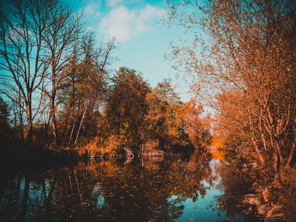 Water, River, Trees