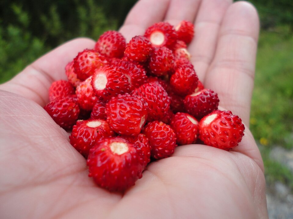 Berry nature fresh