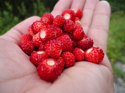 Berry nature fresh