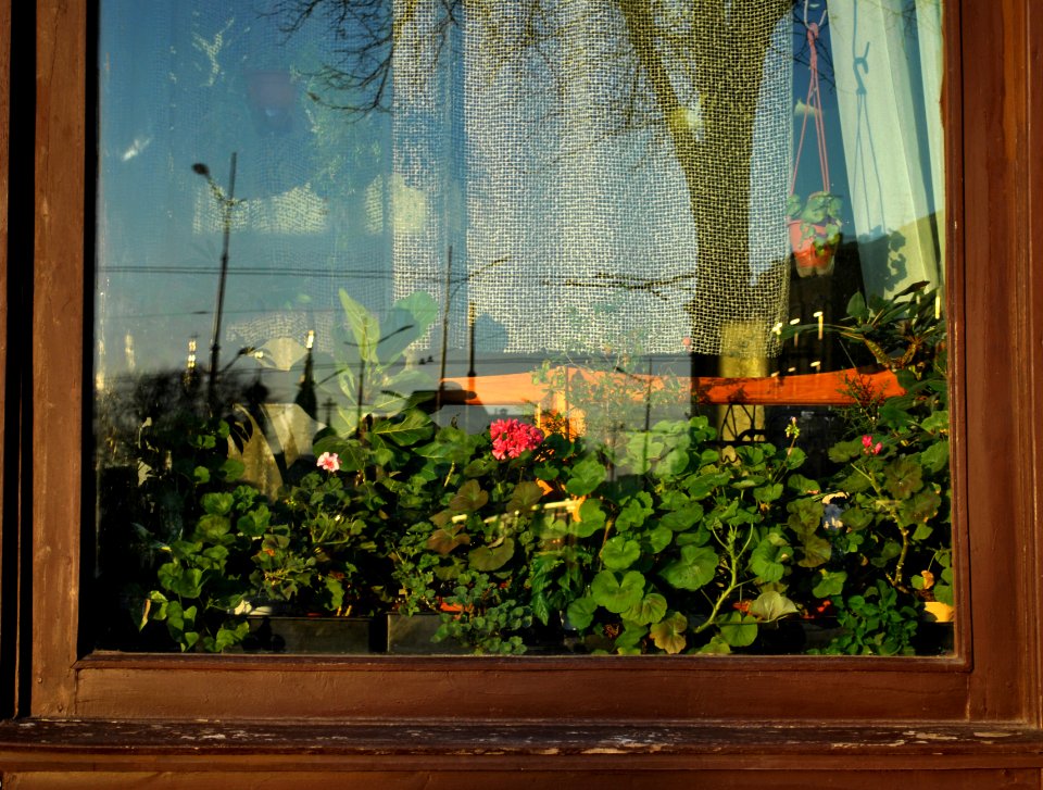 Istorychnyi muzei, Ukraine, Window