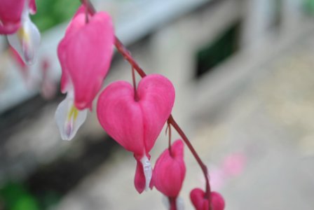 Kharkiv, Ukraine, Flower