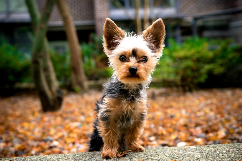 black and tan yorkshire terrier puppy on ground during daytime