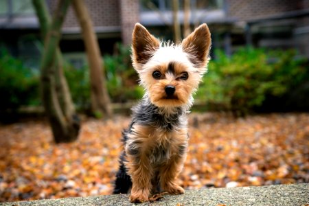 black and tan yorkshire terrier puppy on ground during daytime photo