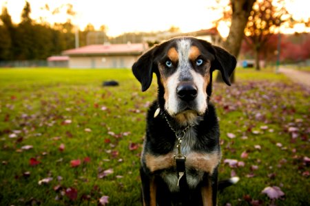 black and tan short coat dog on green grass field during daytime photo