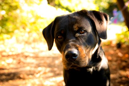 black and tan short coat medium sized dog photo