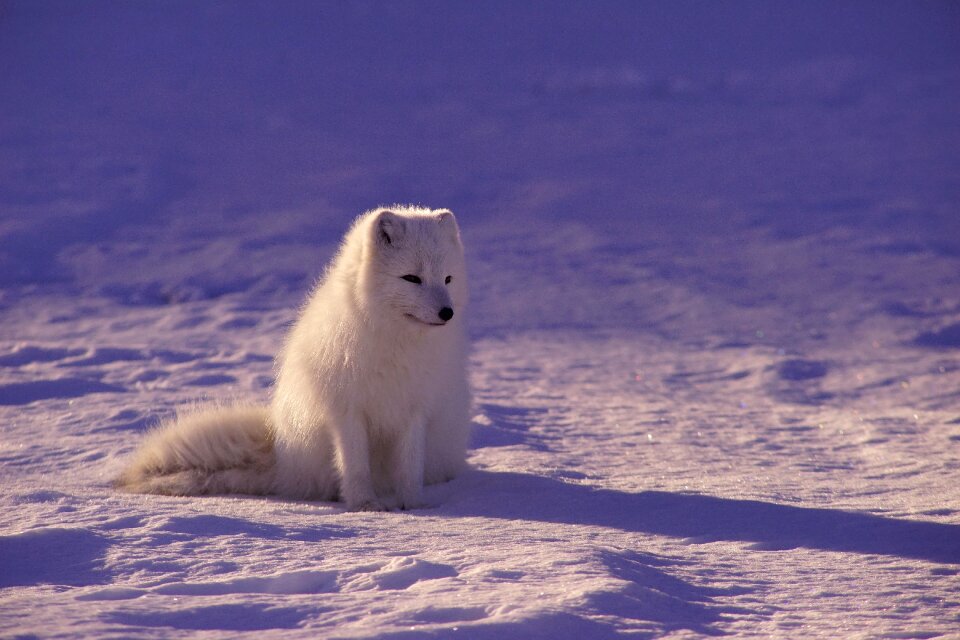 Outdoors snow white